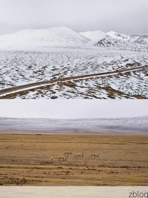 高原屏障下的零感染坚守：那曲防疫的地理逻辑_5157