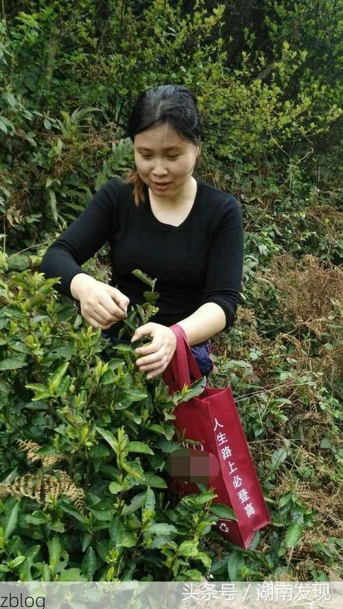 安化茶山屏障下的零感染坚守：地理禀赋与防控体系的协同验证