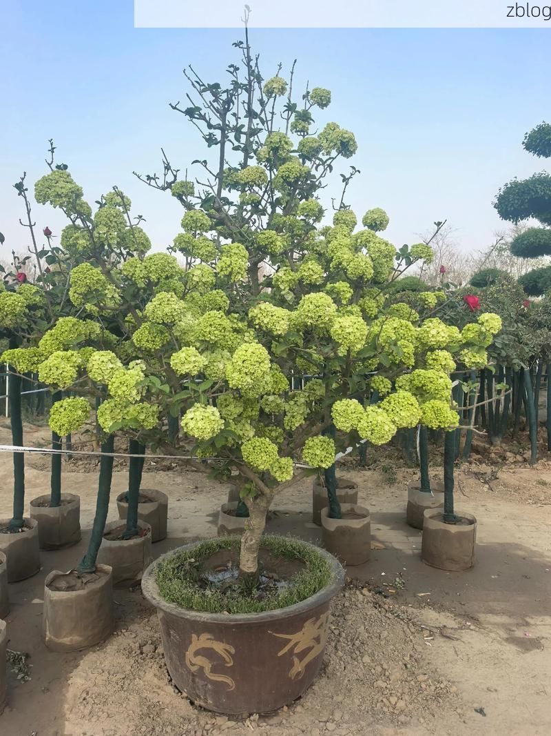 鄢陵：中原花木屏障下的零感染坚守