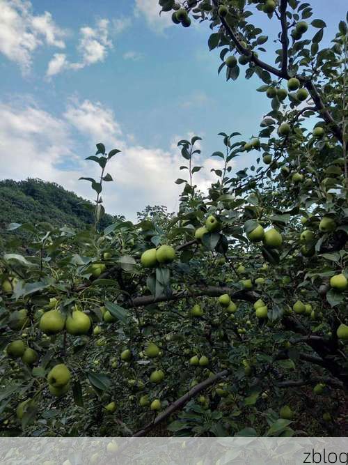 赵县梨乡屏障下的零感染坚守：平原农业县如何实现疫情真空？