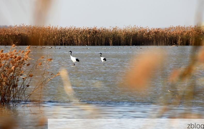 盐城滩涂屏障下的疫情防线：地理优势如何阻断传播链？
