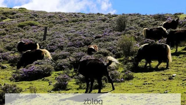 木里高原屏障下的防疫挑战:地理优势与病毒传播的博弈