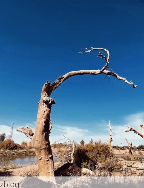 额济纳旗:边陲驿站与胡杨林下的防疫突围