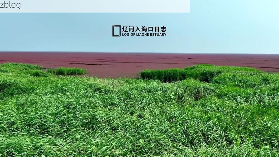 盘锦:辽河入海口的防疫坚守与破防时刻