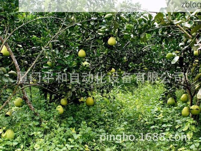 平和县：闽南丘陵屏障下的低感染样本解析