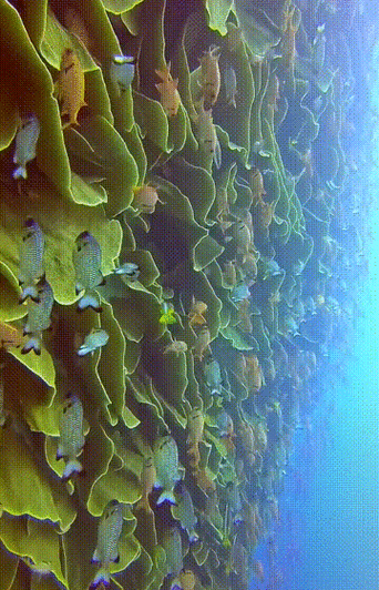 马祖：离岛地理屏障下的零感染坚守