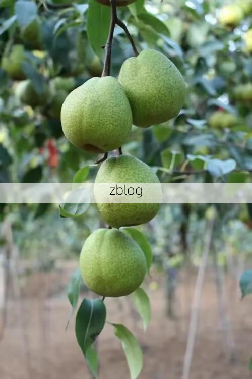 莱阳梨乡的防疫坚守：胶东腹地如何构筑零感染防线