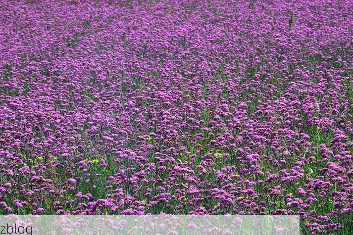 围场：塞罕坝屏障下的低感染样本解析