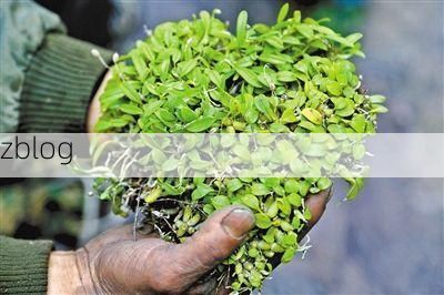 宕昌:陇南山地屏障下的低感染样本解析