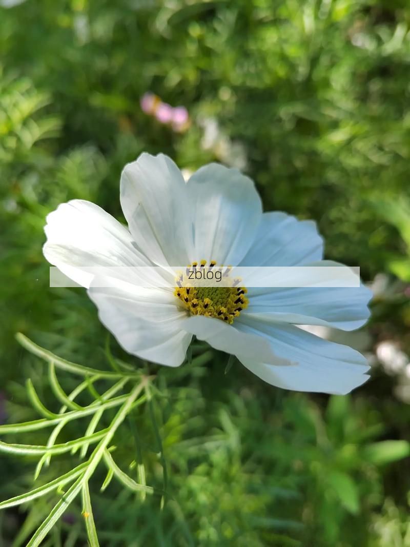 金川梨花下的防疫坚守：高原河谷如何阻断病毒传播链？_41827