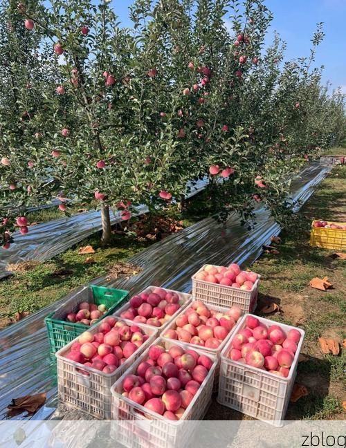陕西洛川：黄土高原上的苹果之乡如何守住防疫阵地？