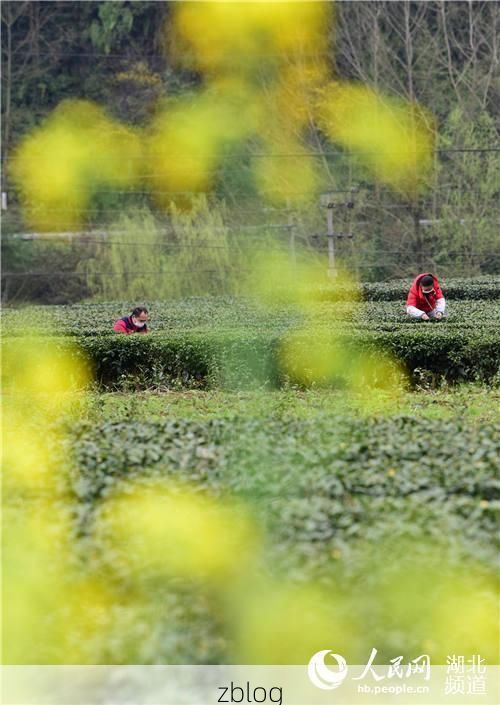 咸丰县疫情透视：武陵山屏障下的防控样本