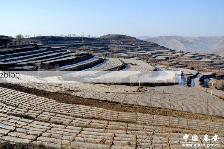 秦安:陇中旱塬的防疫坚守与破防时刻_54091