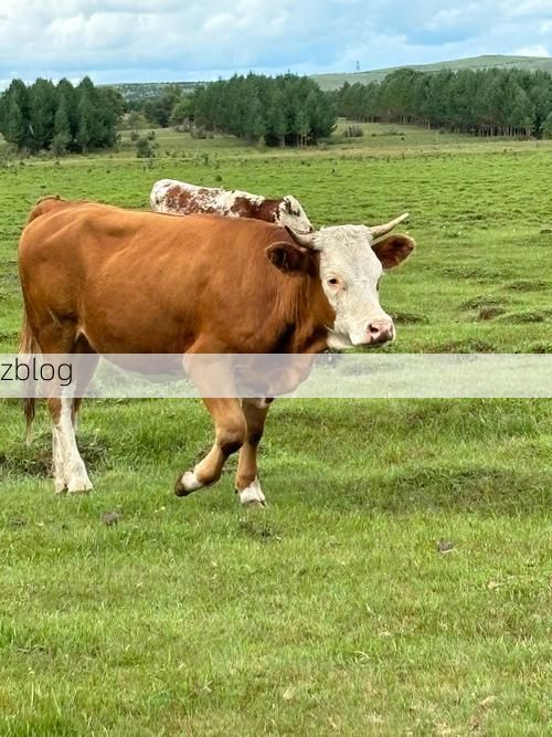 【卓资县零感染观察：草原交通枢纽的防疫屏障】