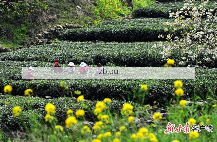 文县疫情透视：秦巴山区的防控挑战与地理屏障