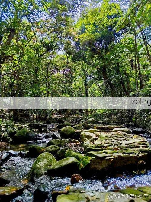 【琼中绿肺屏障下的零感染坚守：热带雨林如何构筑防疫孤岛？】