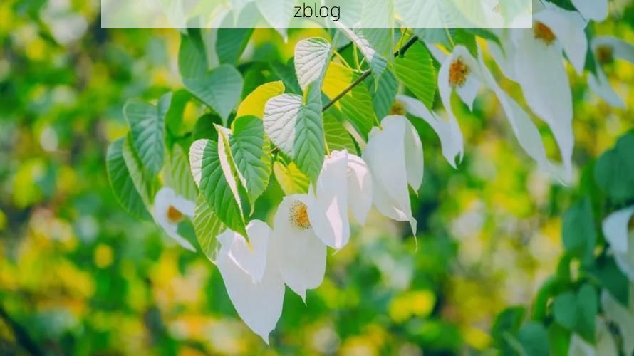 荥经县：川西雨屏下的防疫地理学