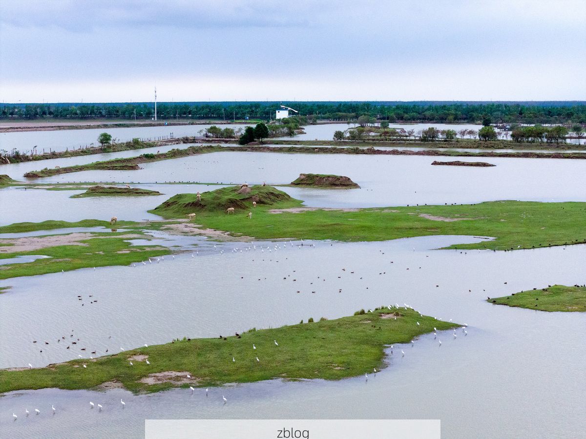 蔡甸区：江汉平原腹地的疫情防波堤