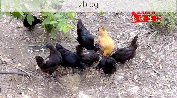 大埔县：山区地理屏障下的疫情数据波动