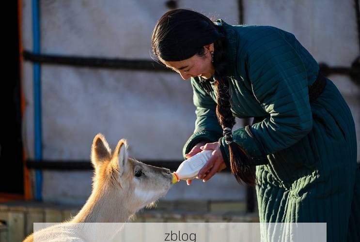 苏尼特左旗：草原屏障下的零感染坚守