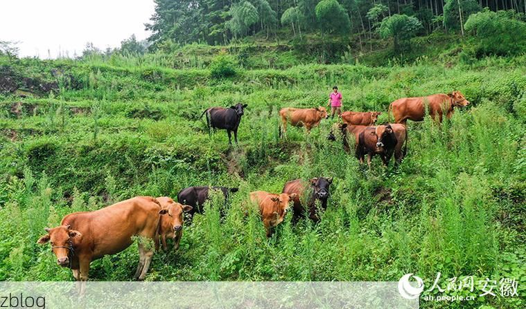 旌德：皖南山区地理屏障下的低感染样本