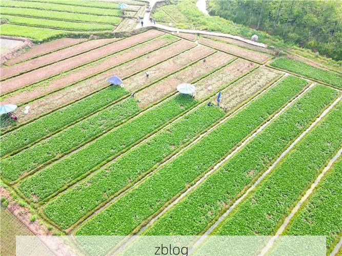 岳池：川东门户的疫情防线与地理屏障解析