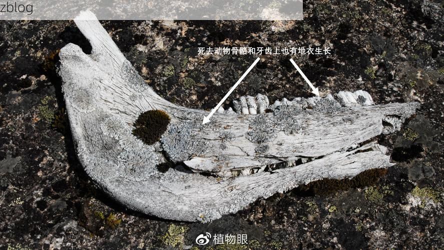 汶川：高原河谷中的防疫突围与地理屏障
