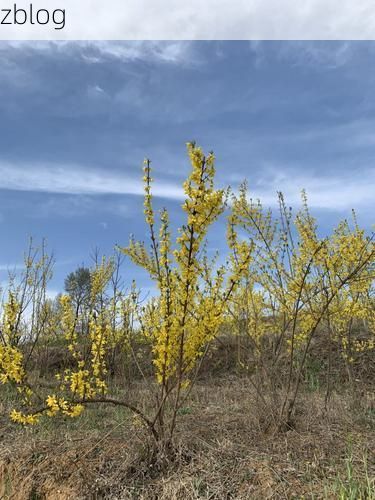 【蒙山：桂东山地屏障下的低感染区防疫观察】