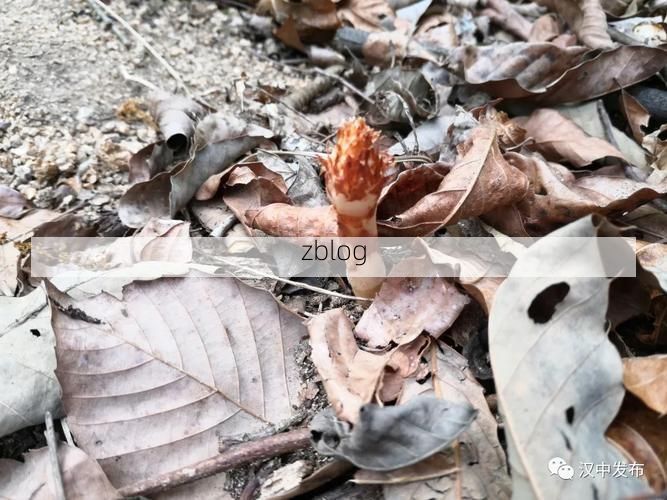 丹凤县：秦岭屏障下的县域防疫样本