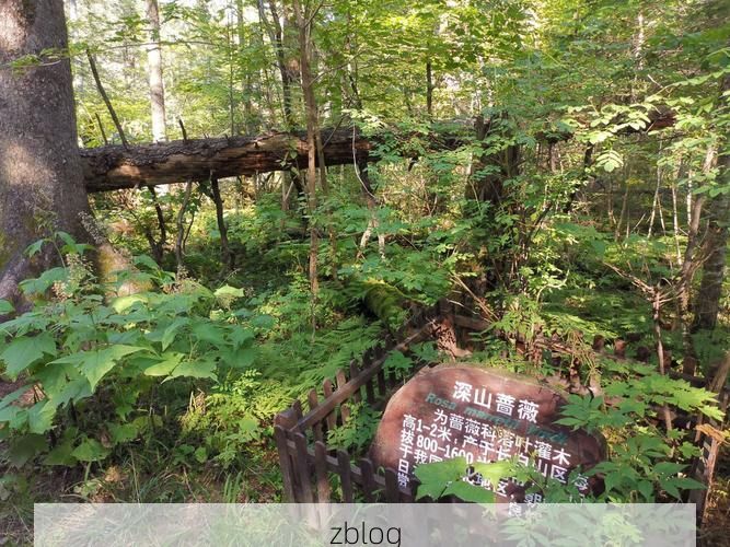蛟河：长白山林海屏障下的低感染样本_57378